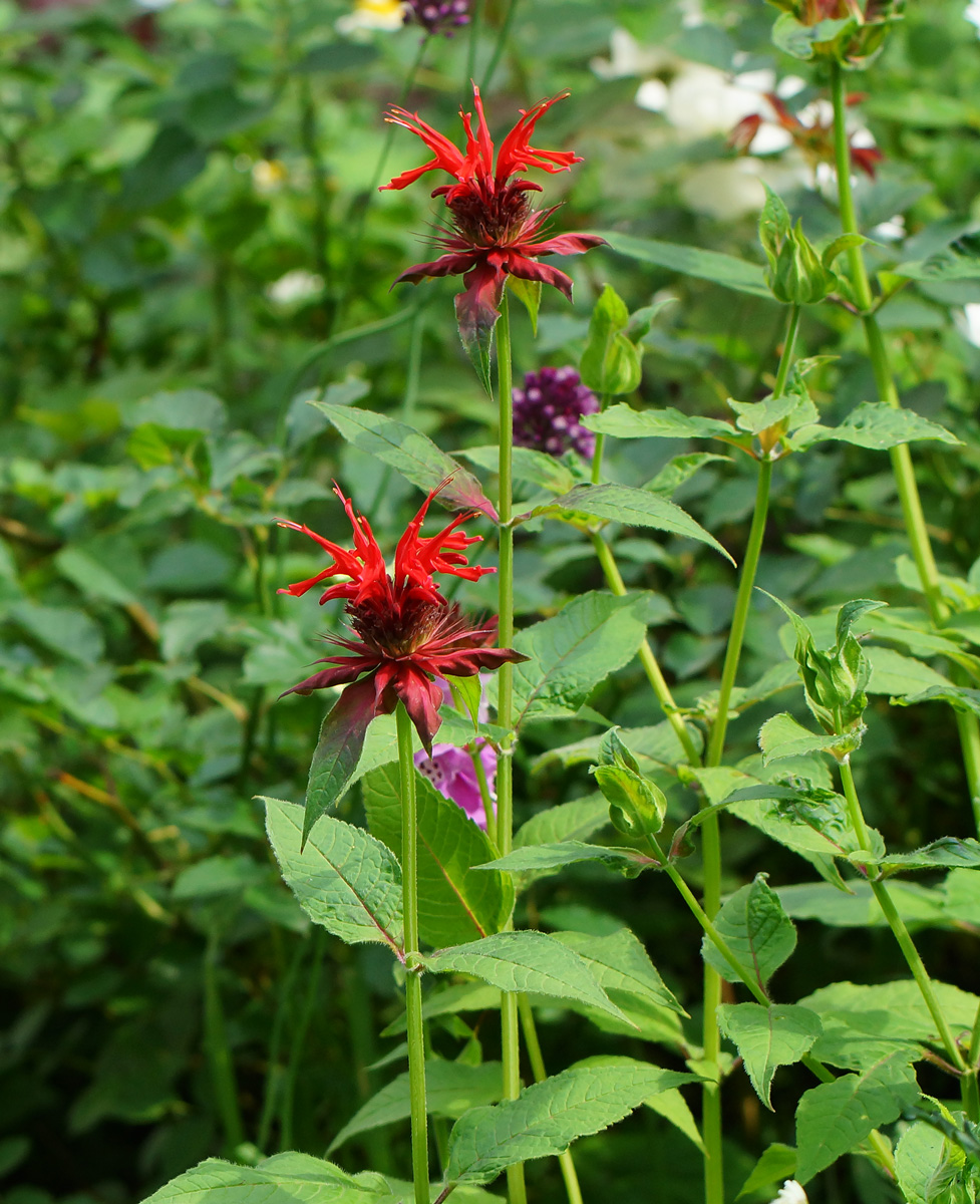 Изображение особи Monarda didyma.