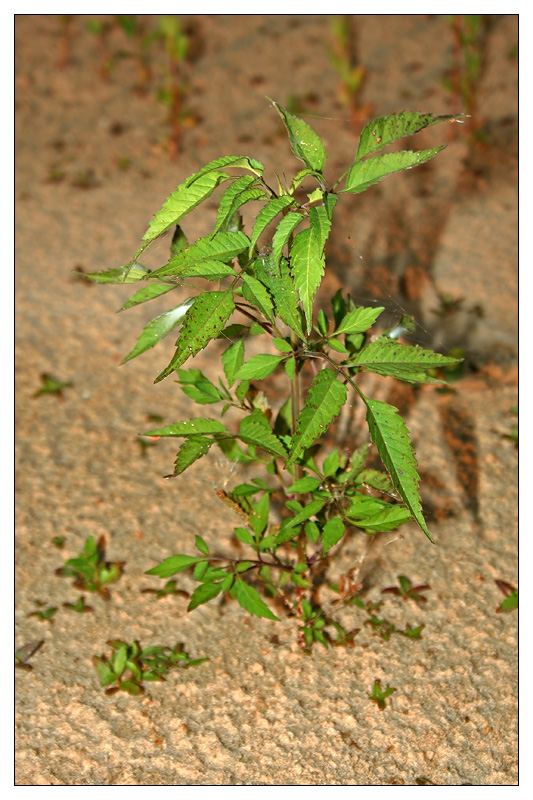 Image of Bidens frondosa specimen.
