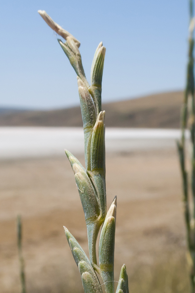 Image of Elytrigia obtusiflora specimen.