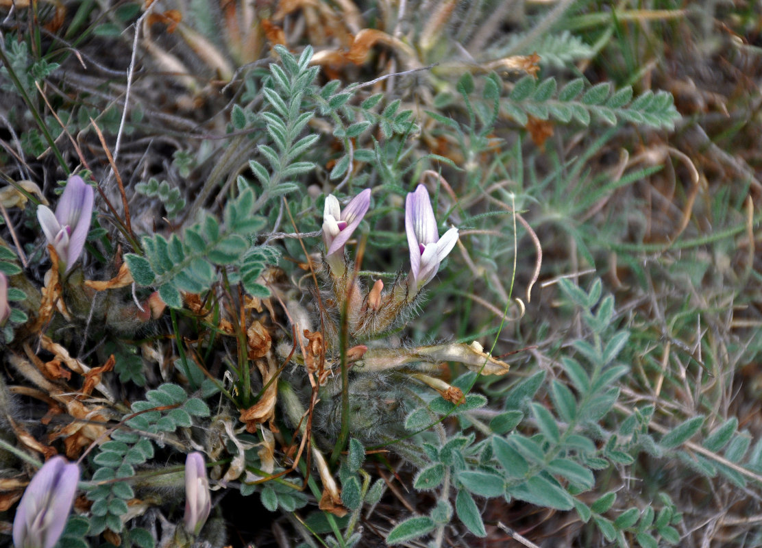 Image of Astragalus dolichophyllus specimen.