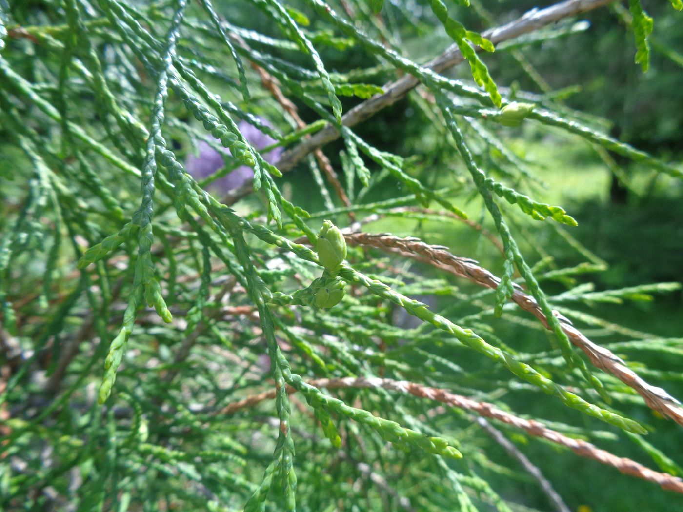 Изображение особи Thuja occidentalis.