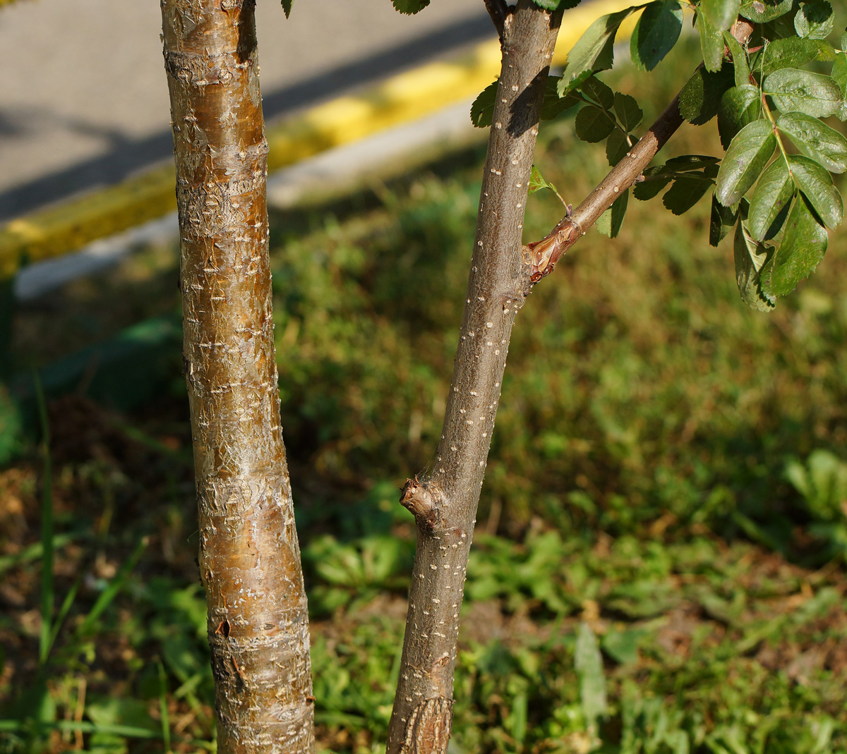 Image of &times; Crataegosorbus miczurinii specimen.
