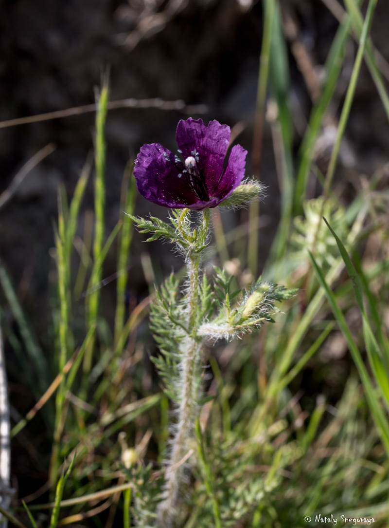 Image of Roemeria hybrida specimen.