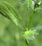 Asperugo procumbens