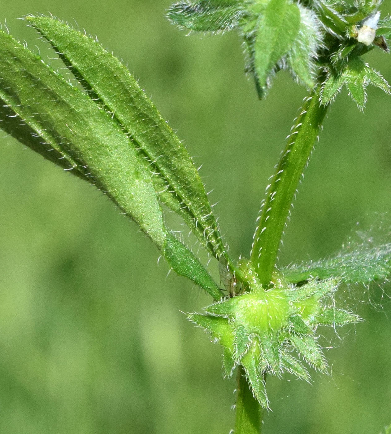 Изображение особи Asperugo procumbens.