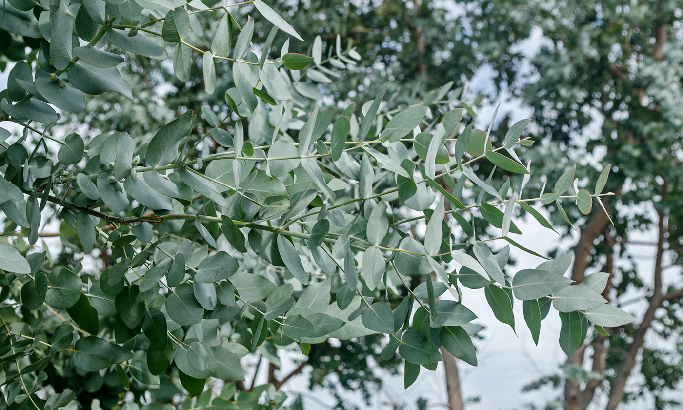 Изображение особи Eucalyptus gunnii.