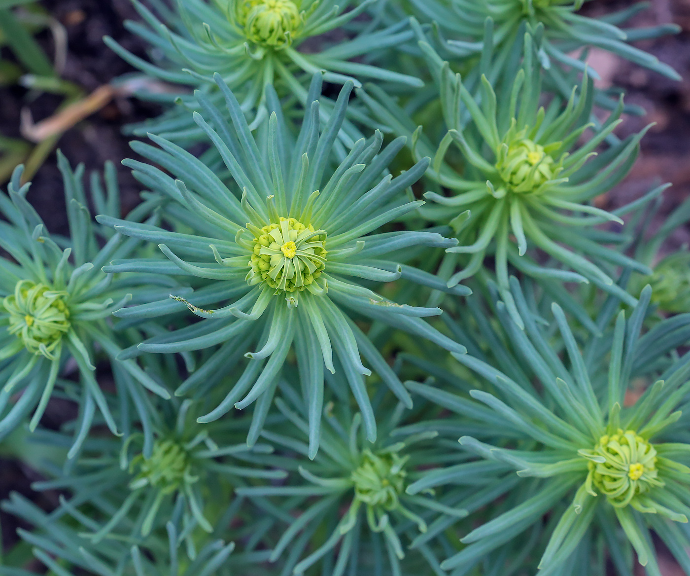 Image of Euphorbia cyparissias specimen.