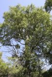 Populus berkarensis. Крона взрослого дерева. Южный Казахстан, хр. Каратау, ущ. Саясу. 29.07.2010.