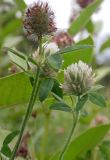 Trifolium diffusum. Верхушки цветущих и отцветшего побегов. Республика Адыгея, г. Майкоп, южная окраина, между р. Белая и северной оконечностью водораздельного хребта Нагиеж-Уашх, луговая низина. 21.06.2020.