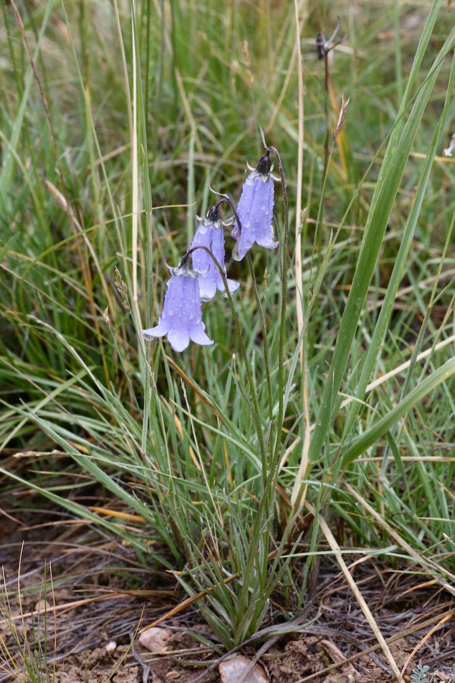 Image of Adenophora himalayana specimen.