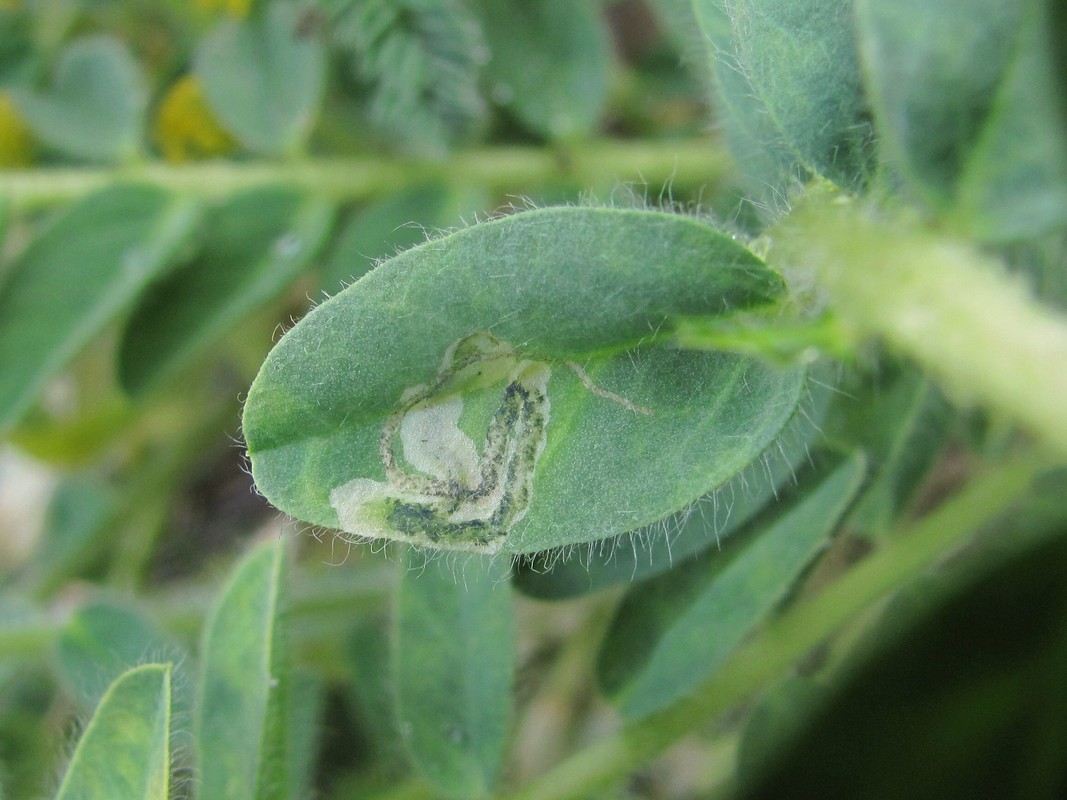 Изображение особи Astragalus polyphyllus.