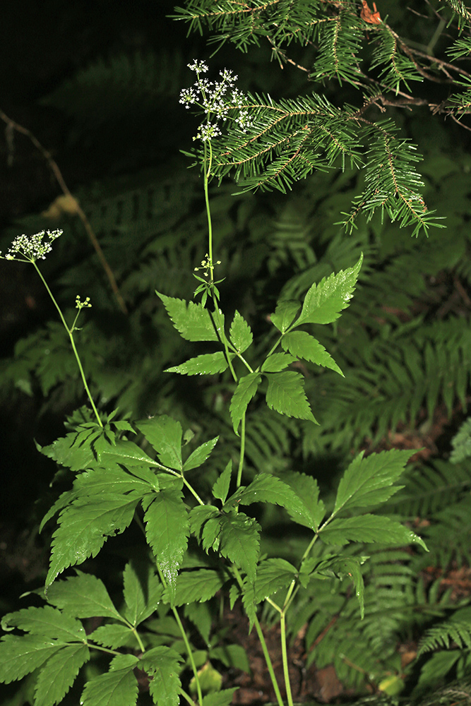 Image of Spuriopimpinella calycina specimen.