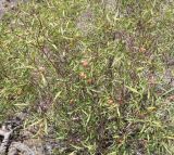 род Salix