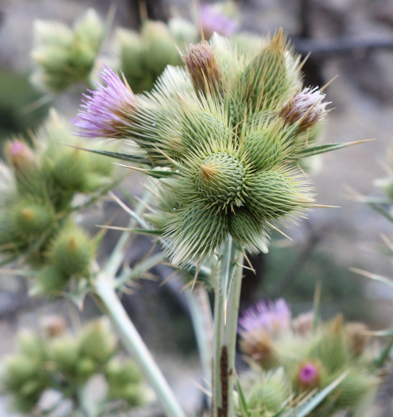 Изображение особи род Cirsium.