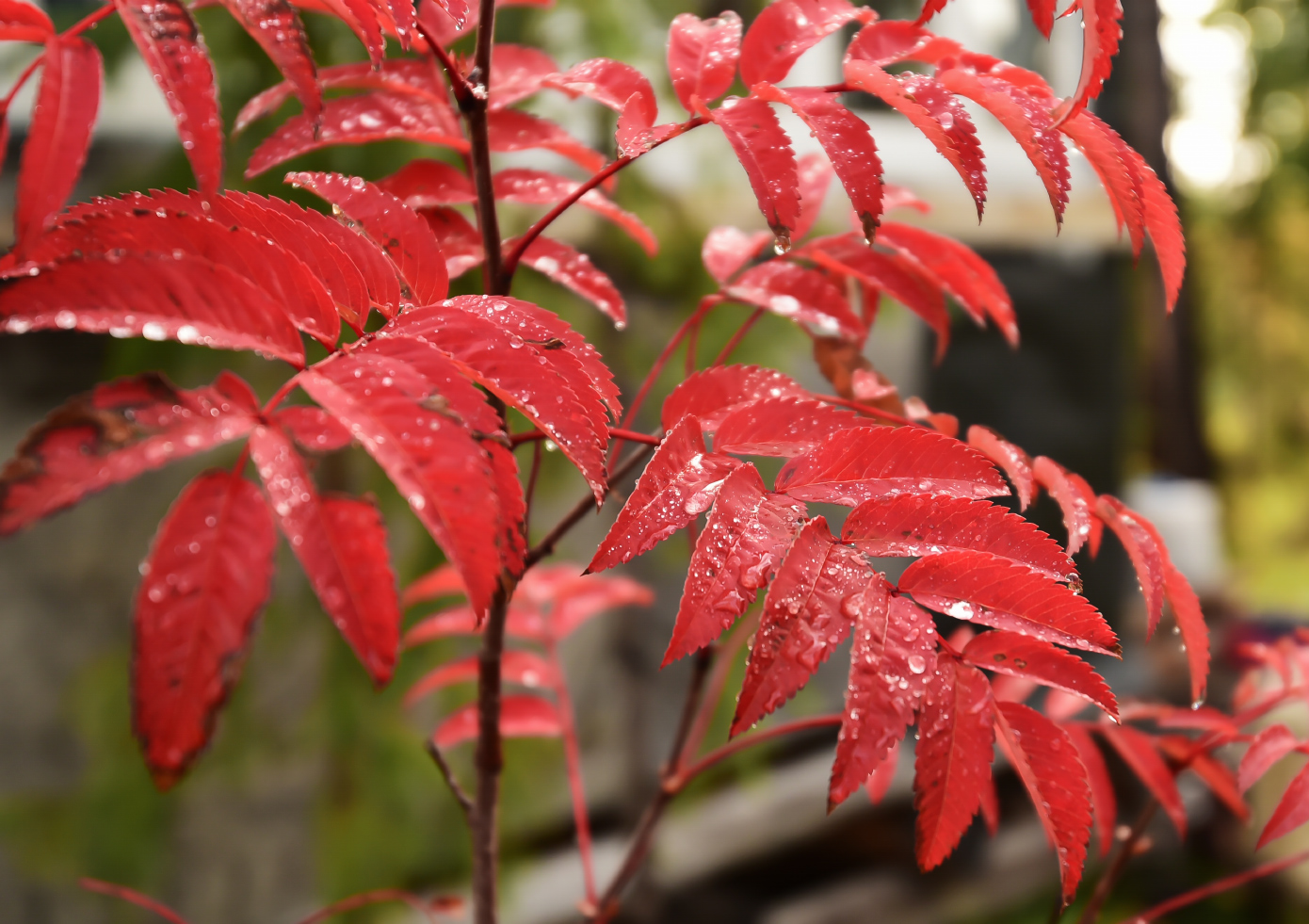 Image of Sorbus sibirica specimen.