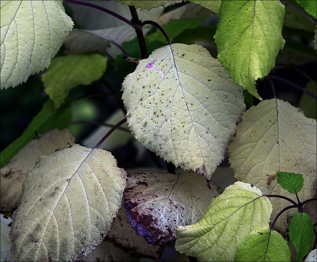 Image of Hydrangea arborescens specimen.