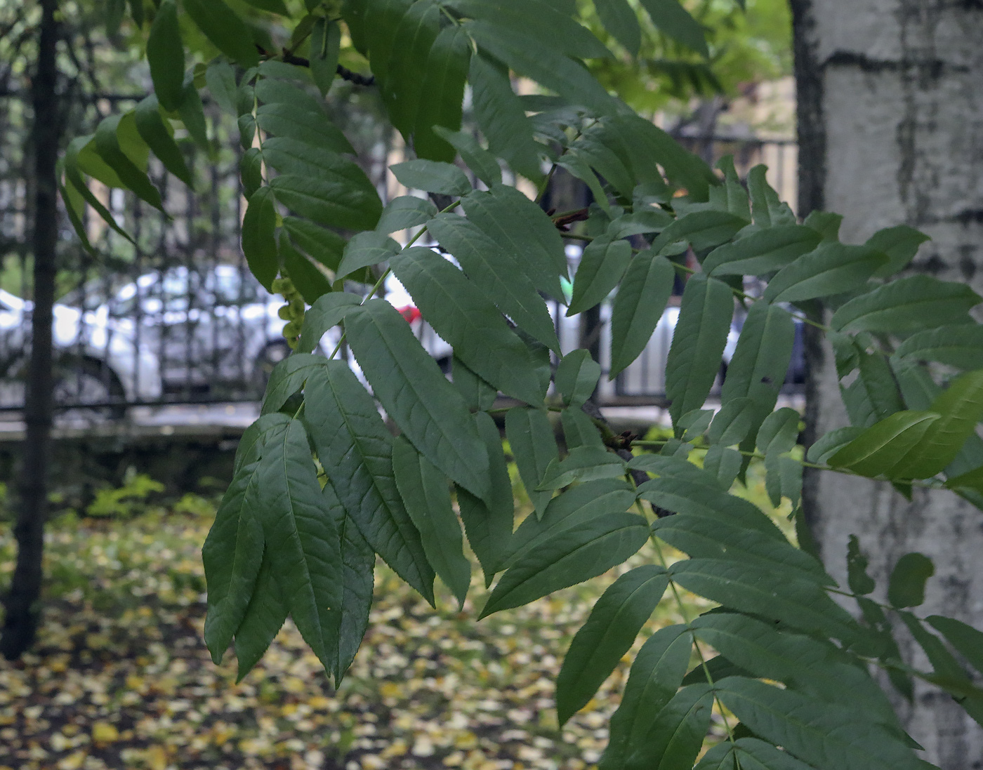 Image of Pterocarya fraxinifolia specimen.