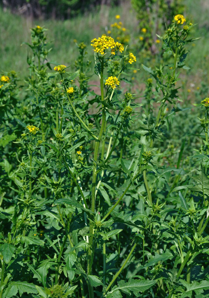 Image of Sisymbrium loeselii specimen.