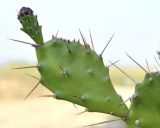 Opuntia monocantha