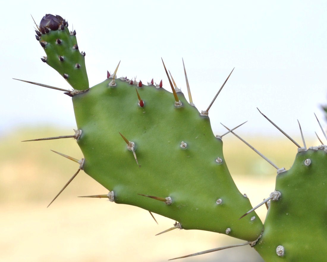 Image of Opuntia monocantha specimen.