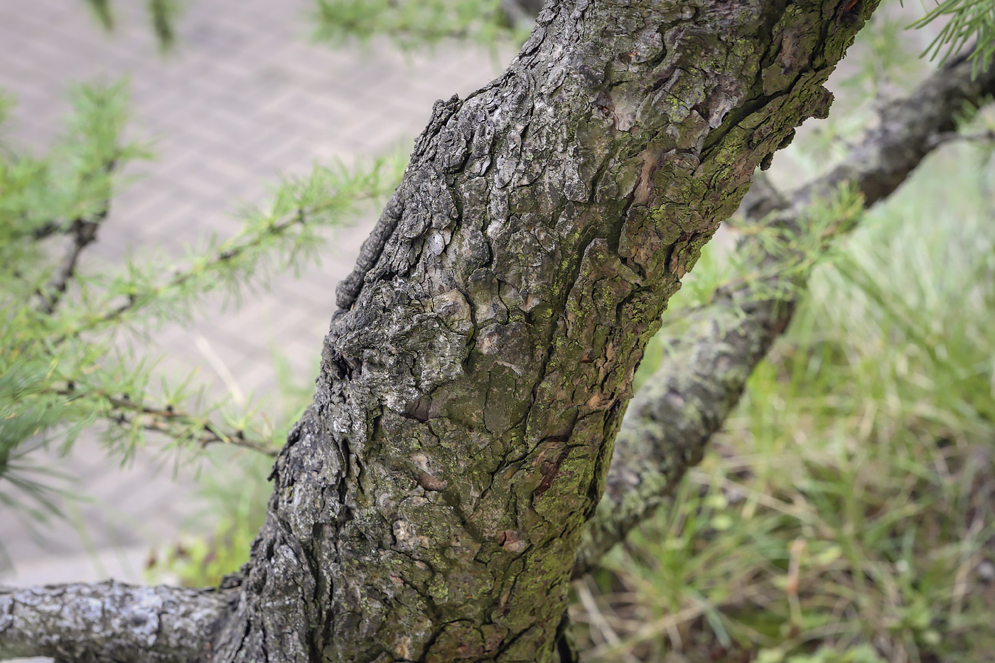 Изображение особи Larix sibirica.