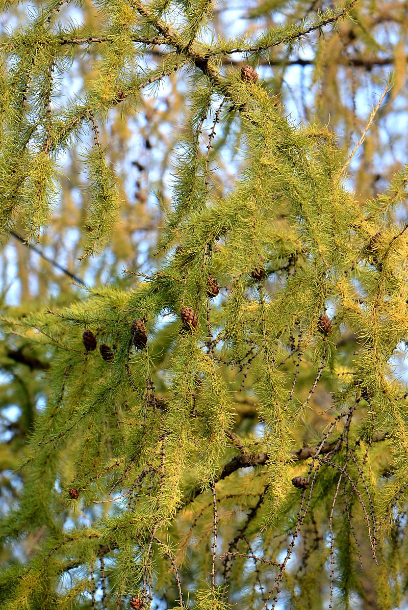 Image of Larix decidua specimen.