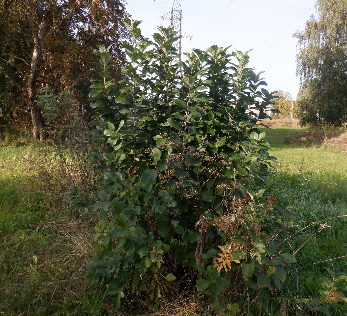 Image of Padus virginiana specimen.