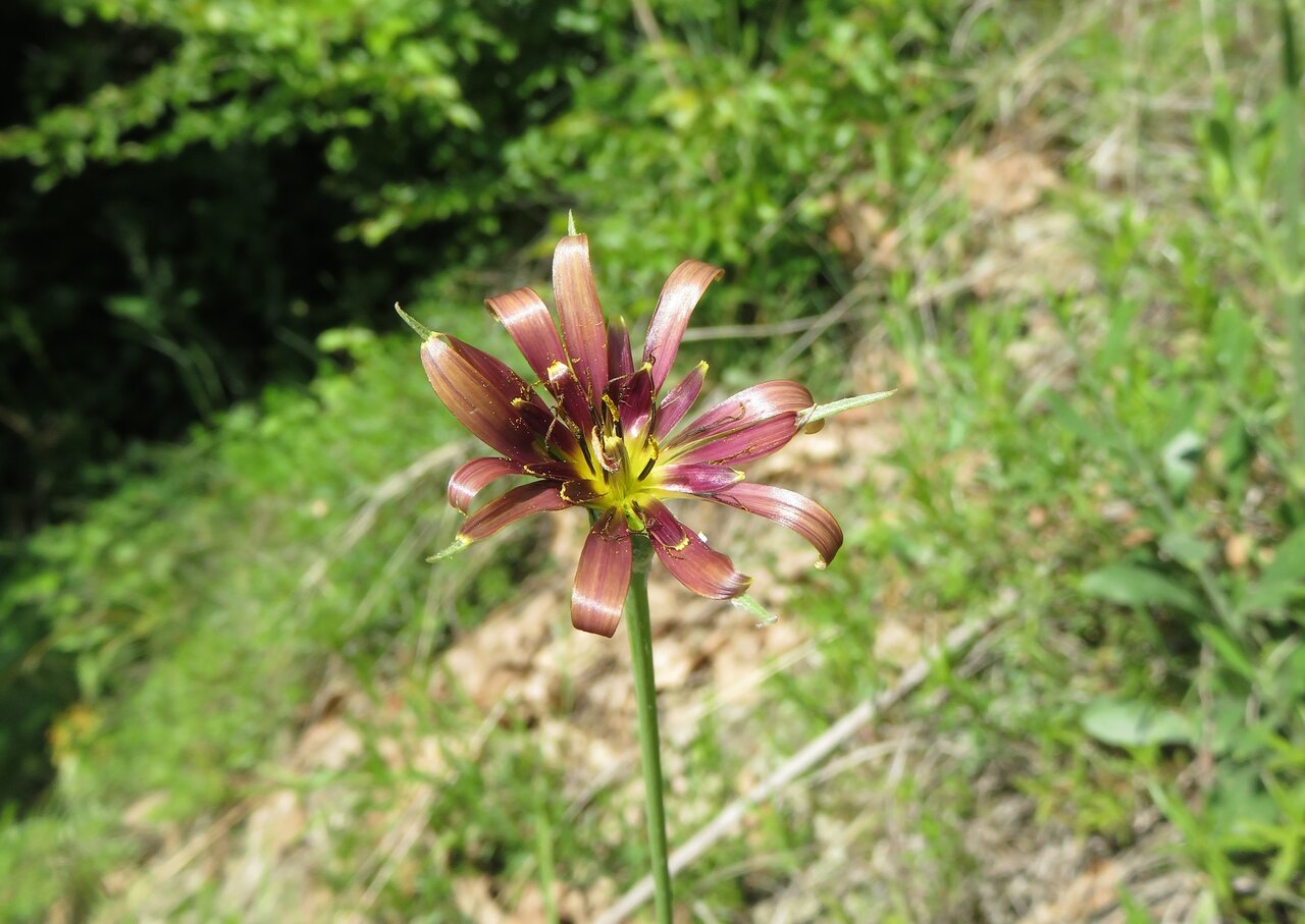 Изображение особи Tragopogon balcanicus.