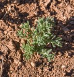 Achillea wilhelmsii