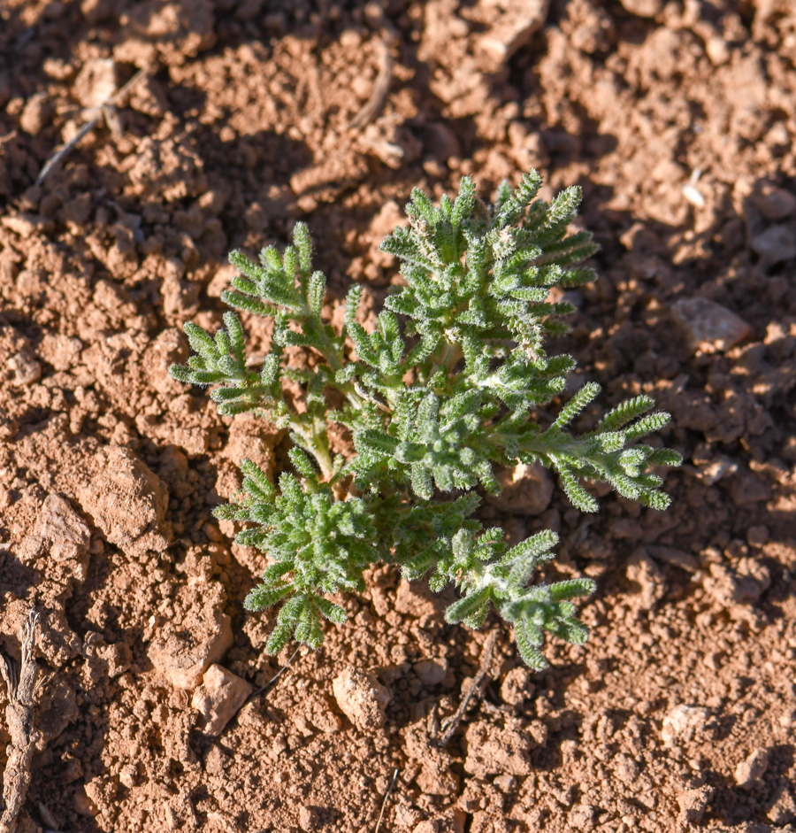 Image of Achillea wilhelmsii specimen.