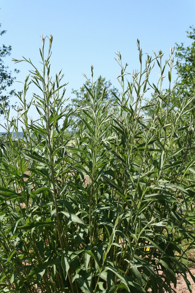 Изображение особи Centaurea jacea.