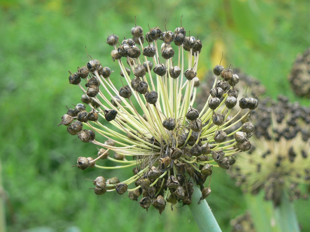 Image of Allium fistulosum specimen.