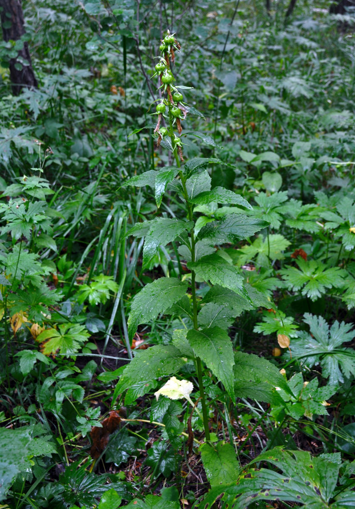 Image of Campanula latifolia specimen.