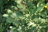 Dictamnus caucasicus