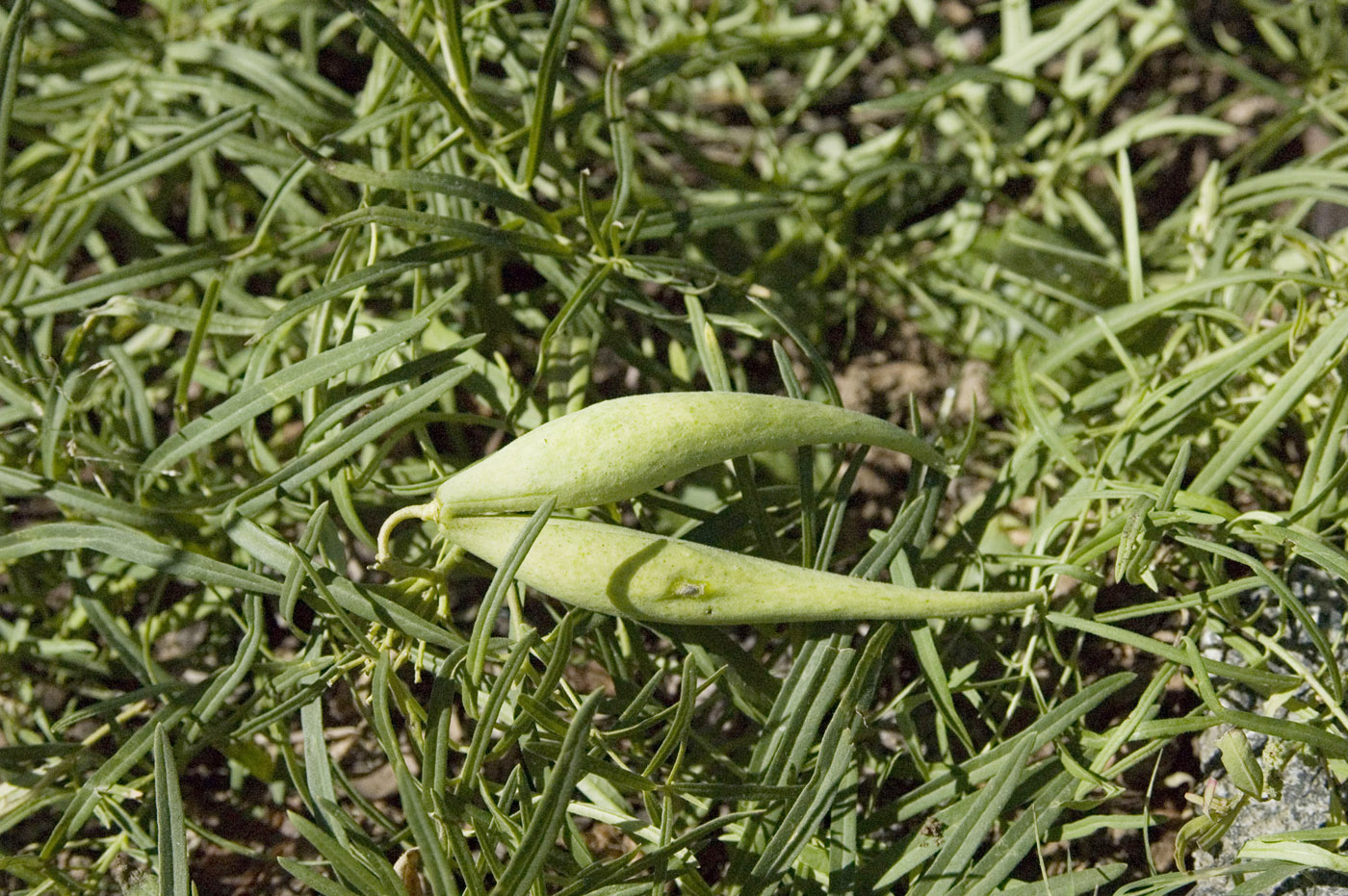 Image of Vincetoxicum sibiricum specimen.