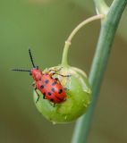 Image of taxon representative. Author is Виктор Колесников