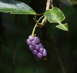 Anthurium scandens. Верхушка побега с соплодием. Перу, регион Куско, провинция Урубамба, окр. г. Machupicchu, ботанический сад \"Jardines de Mandor\", развивается на стволе дерева на выс. ок.1 м. 20.10.2019.