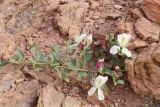 Capparis herbacea