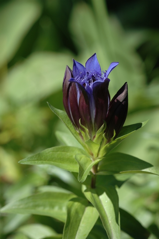 Image of Gentiana fischeri specimen.