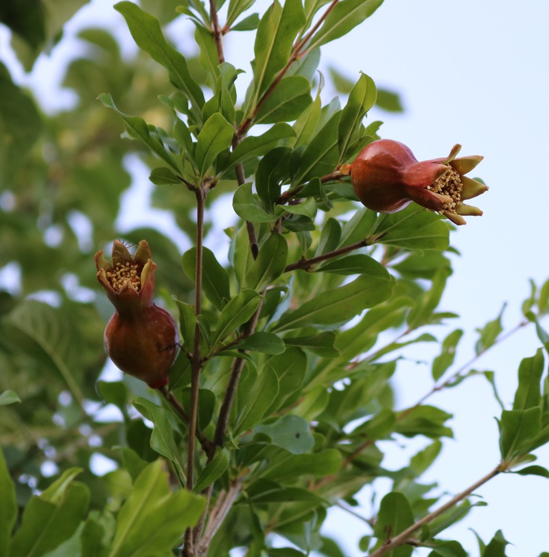 Изображение особи Punica granatum.