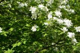 Exochorda giraldii