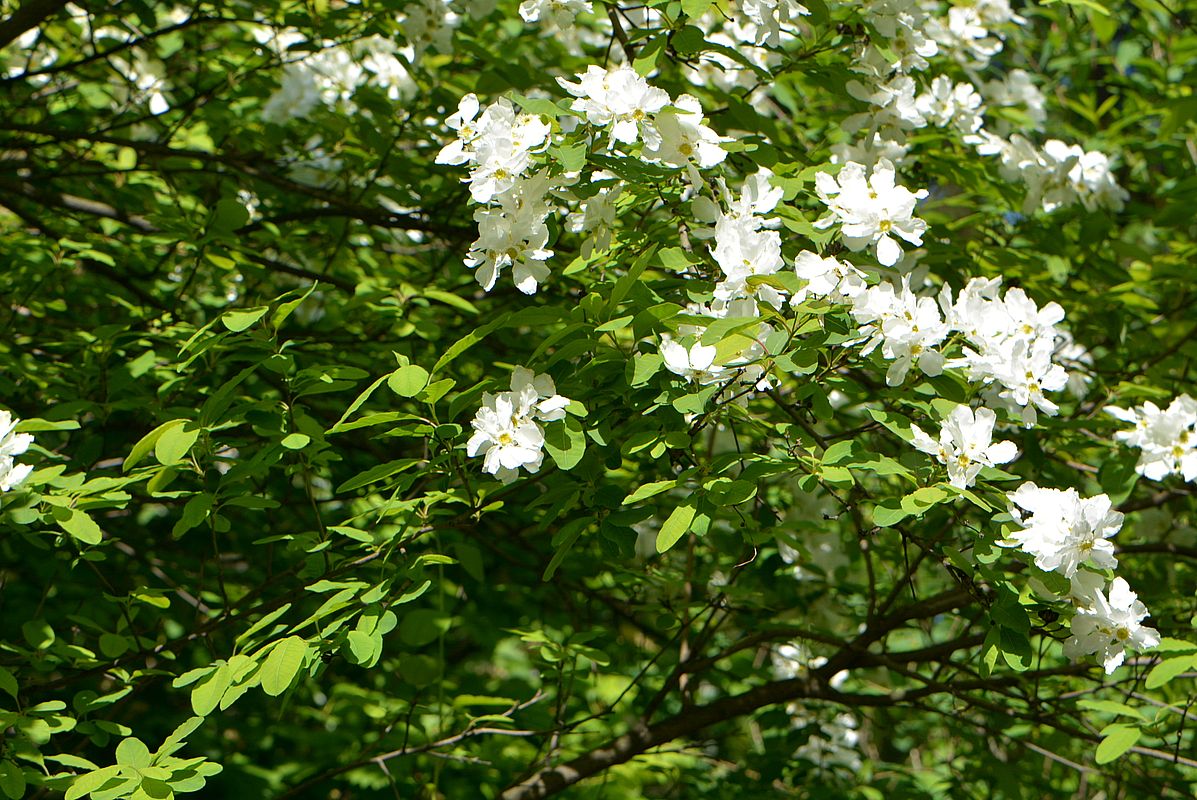 Изображение особи Exochorda giraldii.