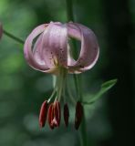 Lilium pilosiusculum