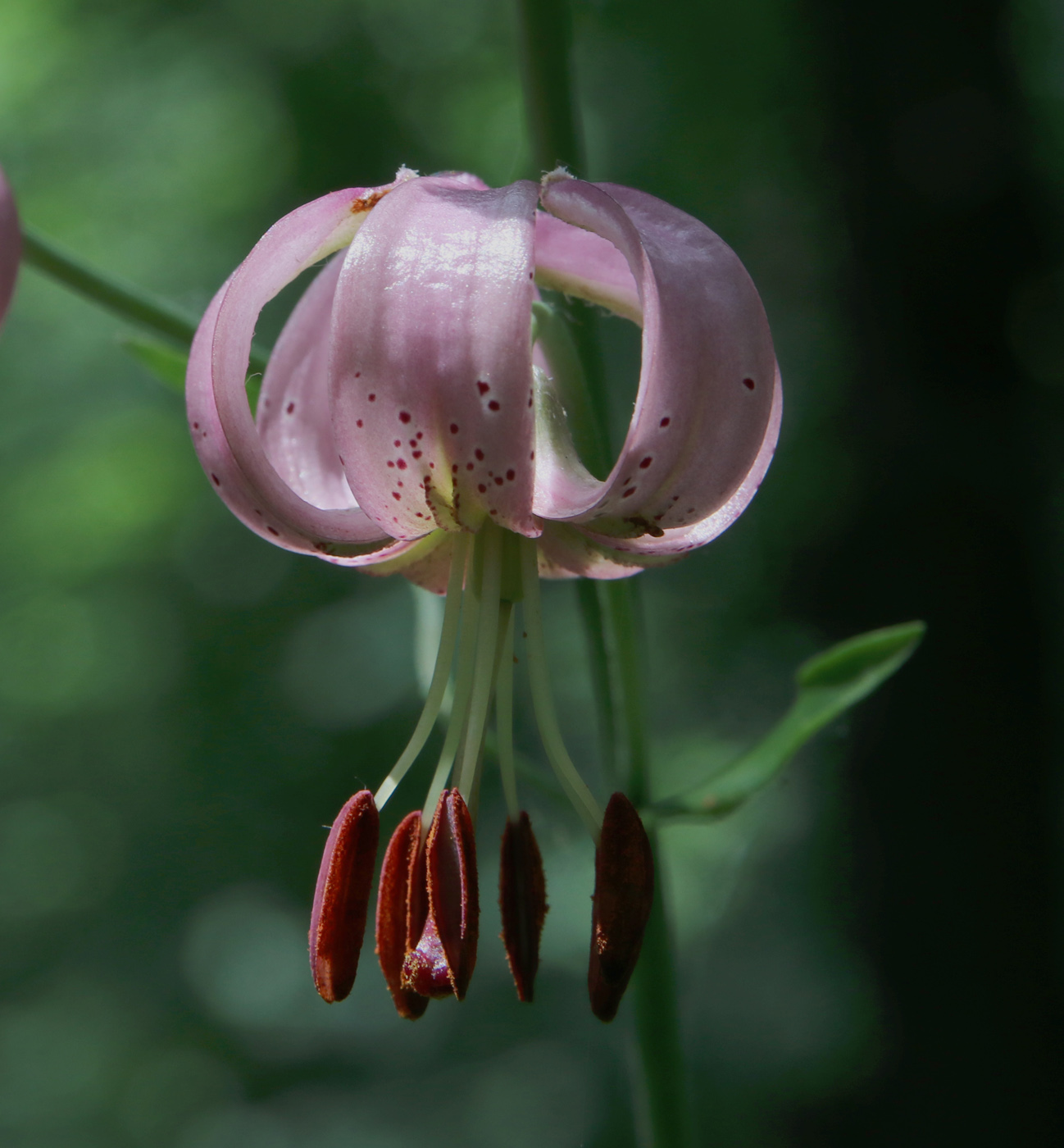 Image of Lilium pilosiusculum specimen.