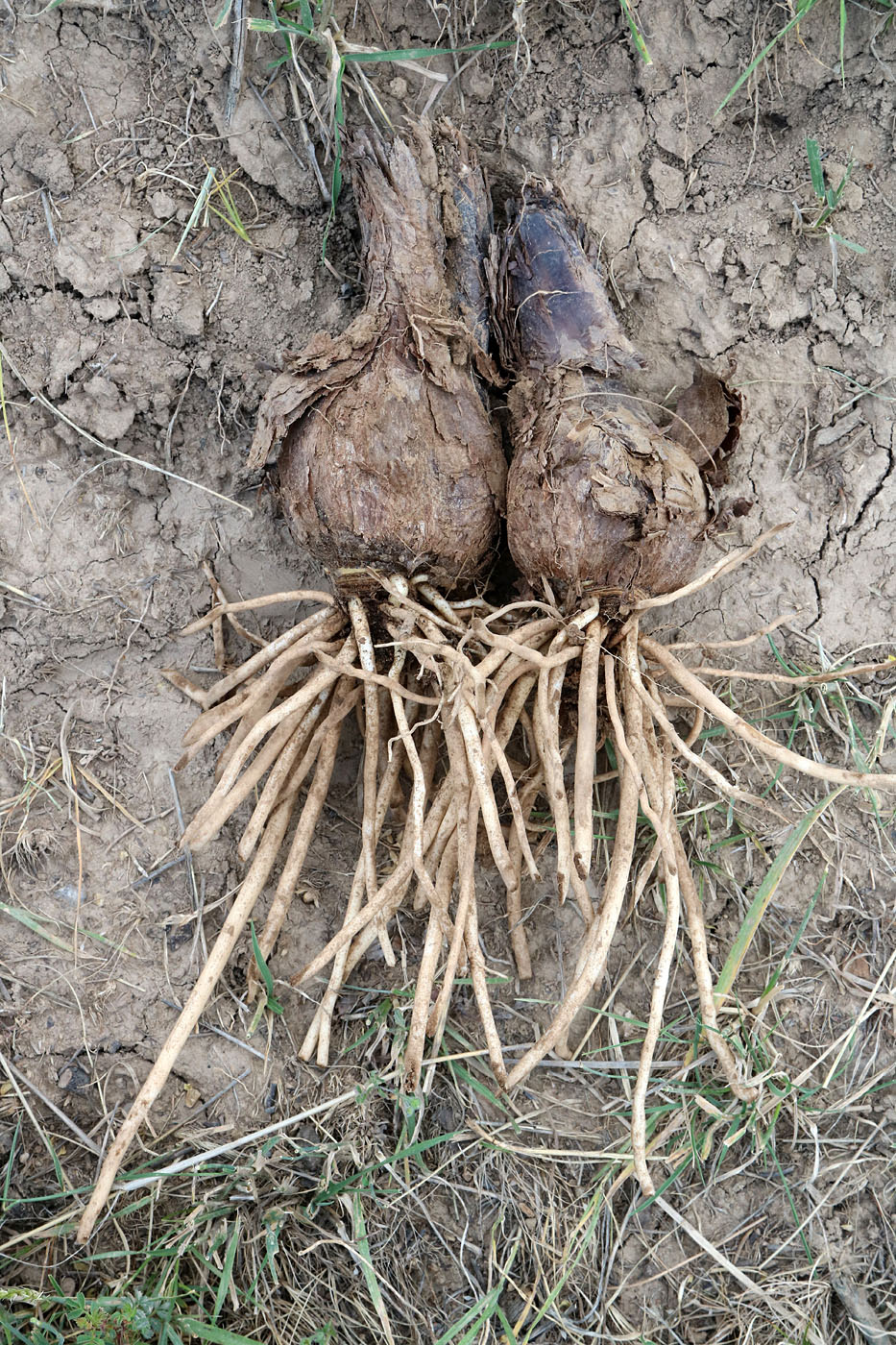 Image of Ungernia victoris specimen.