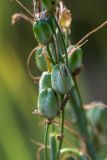 Ornithogalum ponticum. Часть соплодия. Крым, Караларский природный парк, окр. бухты Коровья, в понижении степной балки. 02.07.2021.