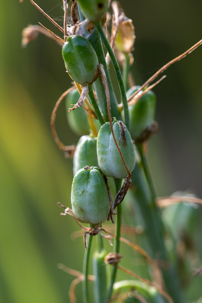 Image of Ornithogalum ponticum specimen.