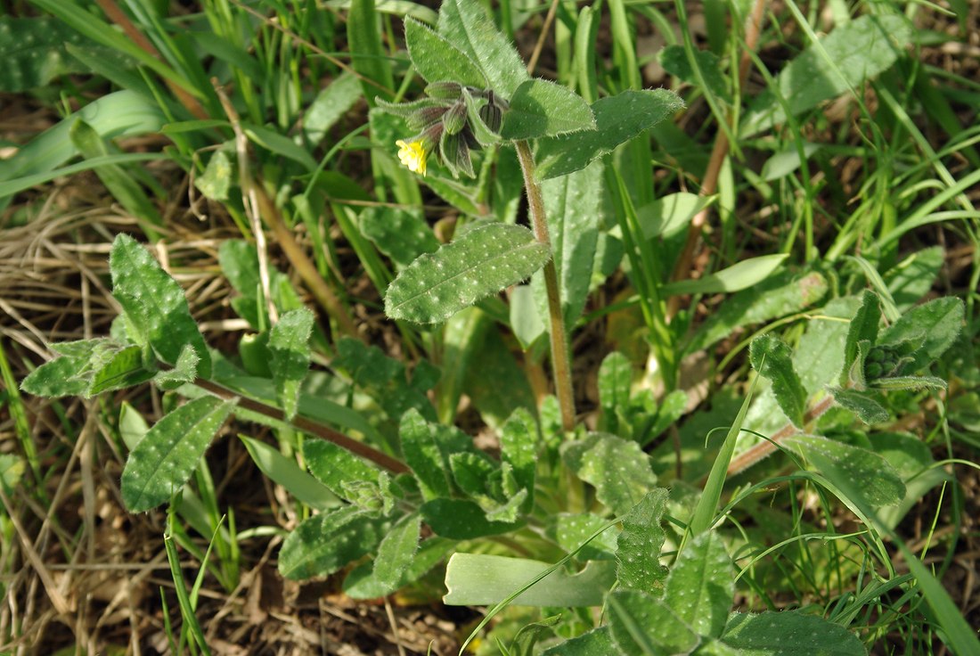Image of Nonea flavescens specimen.
