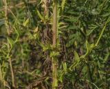 Cirsium vulgare