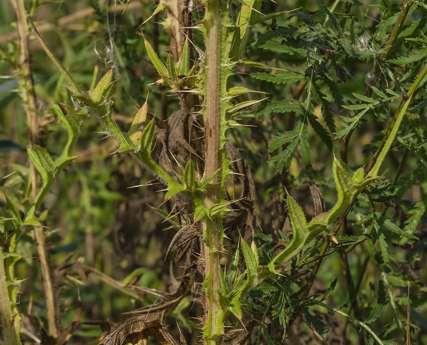 Изображение особи Cirsium vulgare.